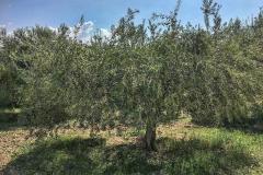 Caruana fruit - Ribera (AG)