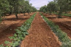 Caruana fruit - Ribera (AG)