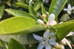 Caruana fruit - Ribera (AG)