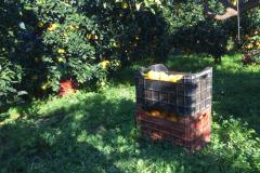 Caruana fruit - Ribera (AG)