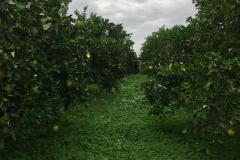 Caruana fruit - Ribera (AG)