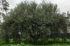 Caruana fruit - Ribera (AG)