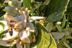 Caruana fruit - Ribera (AG)