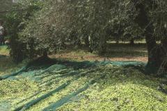 Caruana fruit - Ribera (AG)