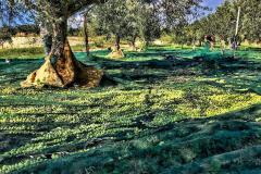 Caruana fruit - Ribera (AG)