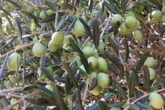Caruana fruit - Ribera (AG)