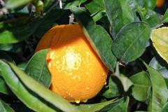 Caruana fruit - Ribera (AG)