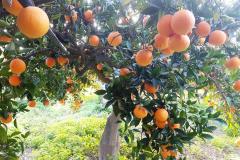 Caruana fruit - Ribera (AG)