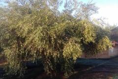 Caruana fruit - Ribera (AG)